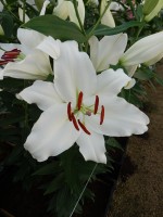 [5323 Monteneu VWS No01.JPG]